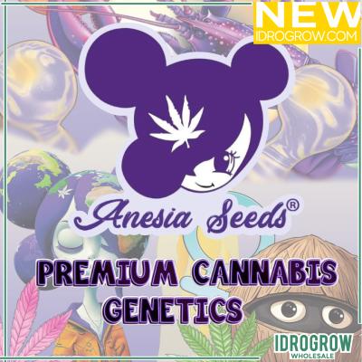 ANESIA SEEDS