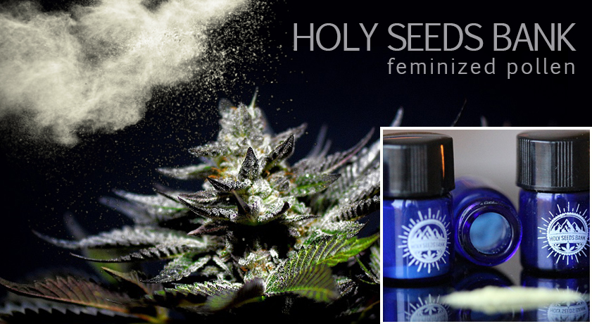 Holy Seeds Bank - Polline Femminizzato