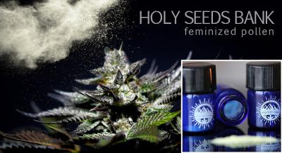 Holy Seeds Bank - Polline Femminizzato
