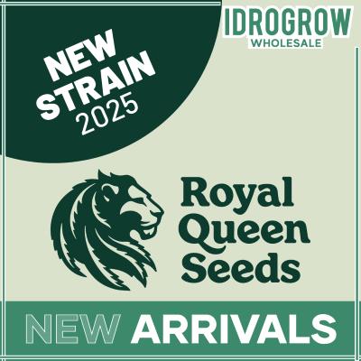 Royal quen seeds
