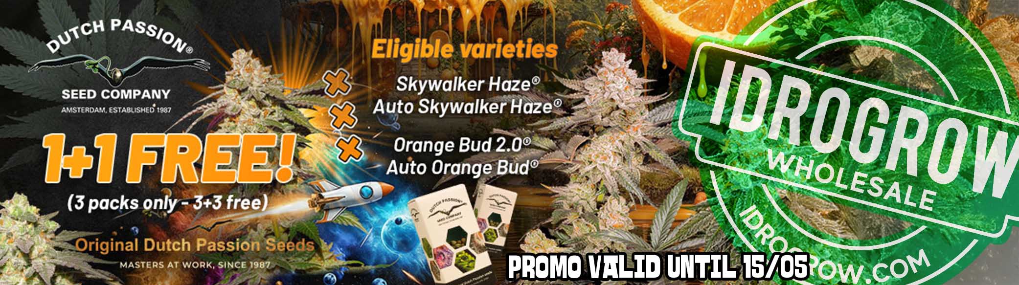 dutch promo
