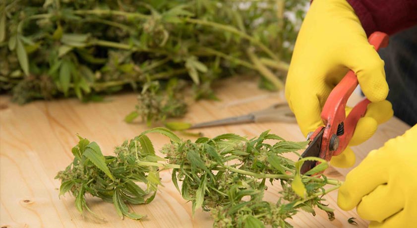stralci cannabis