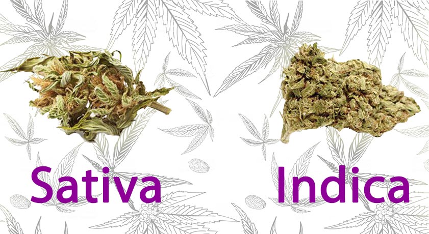 Indica vs Sativa
