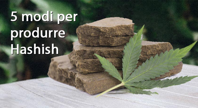 5 modi per produrre Hashish