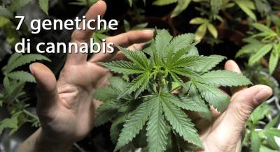 Le 7 genetiche che hanno cambiato la storia