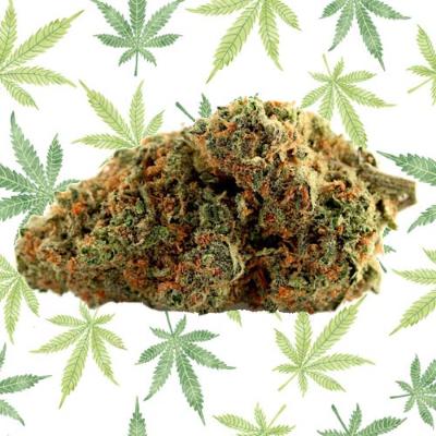 genetica cannabis skunk 1
