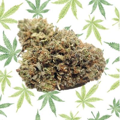 OG KUSH genetica cannabis