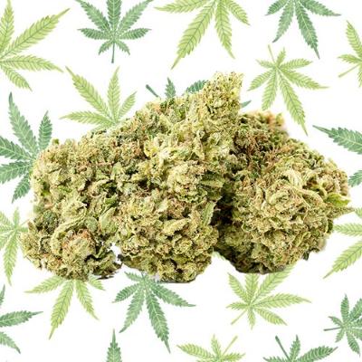 SOUR TSUNAMI cannabis genetica