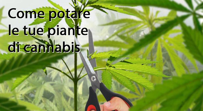 Come potare la canapa