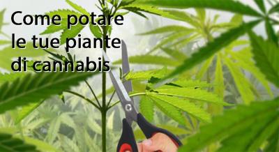 Come potare la canapa
