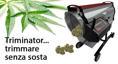 Triminator per trimmare infiorescenze di cannabis